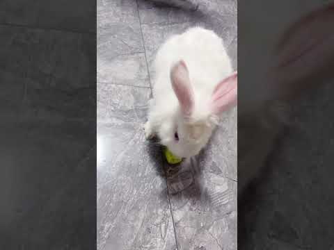 rabbit, Snow, Pet,