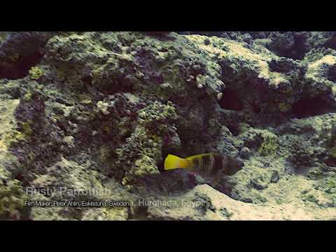 Rusty Parrotfish   2   Marsa Abu Galawa