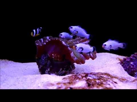 人工白金小丑和排骨珊瑚Wyoming White Ocellaris Clownfish & Fox Coral