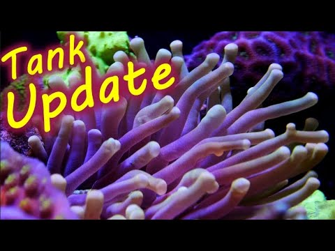 24g Nano Reef Update 5-10-20