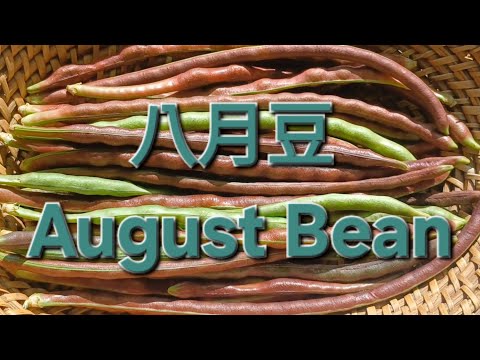 八月豆 August Bean