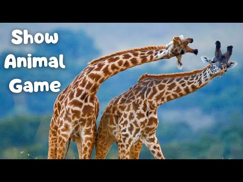 Show Animal Game for Kids : Can You Guess in 3 Seconds? 🦁🐘🦒