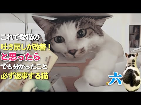 【猫の吐き戻し】これで改善されたと思ったら…でも分かった事。六は必ず返事をする猫 | [生まれ変わりの猫] 六 (Roku)