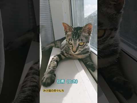 生後4ヶ月子猫　#子猫#保護猫 #猫のいる暮らし #funny