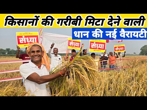 धान की बंपर पैदावार किसान हुए मालामाल | Dhan ki top variety