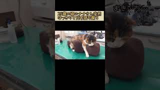 突然はっきりと日本語をしゃべる25歳猫【ご長寿猫ナナさん】 #shorts