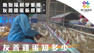 動物福利受重視，友善雞蛋新選擇。｜獨立特派員 第703集 (友善雞蛋知多少)