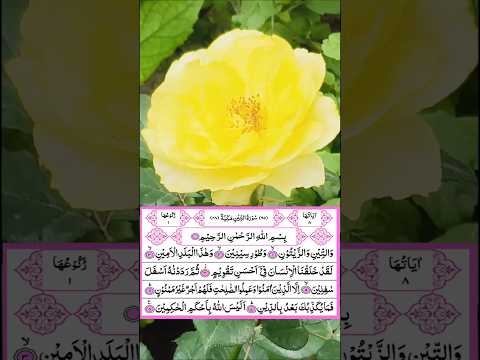 Surah Teen Beautiful Voice | Recitation | #surahteen #quran #short