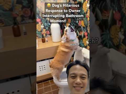 🎧 After Bathroom Break, Dog Blasts Music and Shocks Owner!