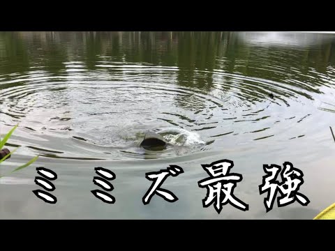 ミミズでフナ釣り