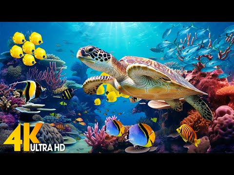 Under Red Sea 4K - Beautiful Coral Reef Fish in Aquarium, Sea Animals for Relaxation - 4K Video UHD