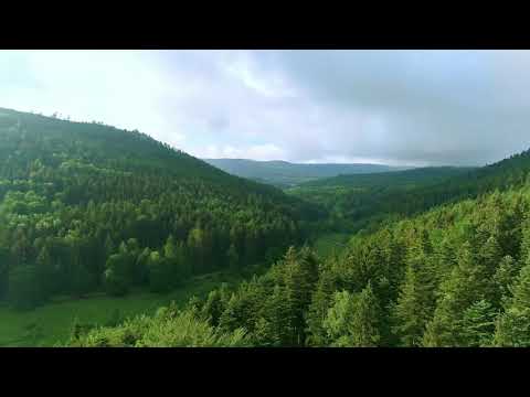 Drone Over Forest | Copyright Free Video Footage