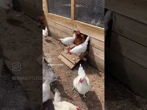 Do you leave for work with this enthusiasm everyday?? #chickenvideo #shorts