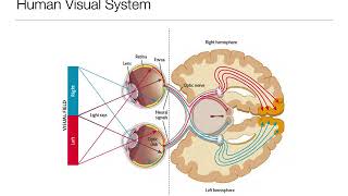 Introduction to Psychology 3.3: Sensation and Perception- Vision