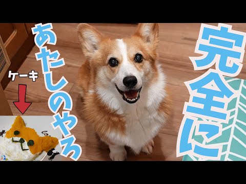 犬型ケーキがあきらかに自分のだと気づいた瞬間の愛犬がかわいい