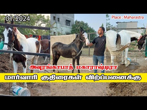 மார்வாரி குதிரைகள் விற்பனைக்கு | Marwari horse sale in maharastra