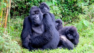 Gorilla trekking in Rwanda: epic & moving adventure!