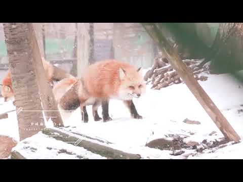 旅遊｜藏王狐狸村    宮城蔵王キツネ村