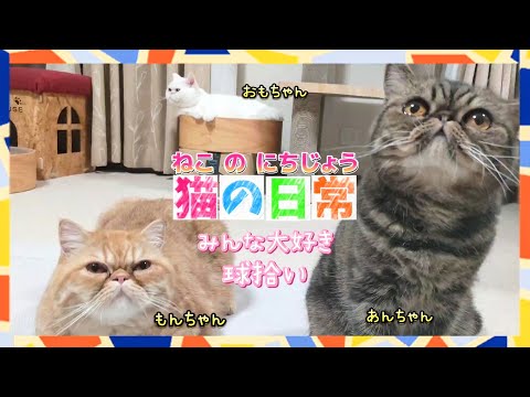 わが家の猫の日常【球拾い選手権】