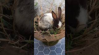 #rabbitfood #femaleanimal #bunny #rabbiteating #femalepet #cute #rabbiteatingcarrot #pets