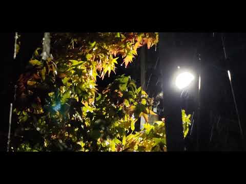 Sleeping therapy - the rain sound in fall season - please try to find the bird in this video