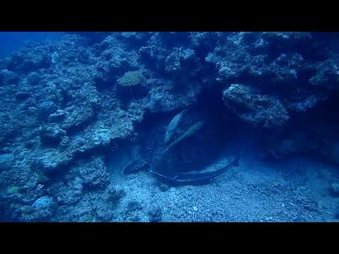 DPV Dive Small Beach Detect Okinawa