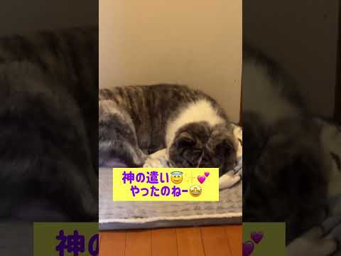 神様の遣い？ #秋田犬