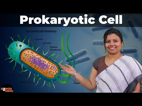 Prokaryotic Cell