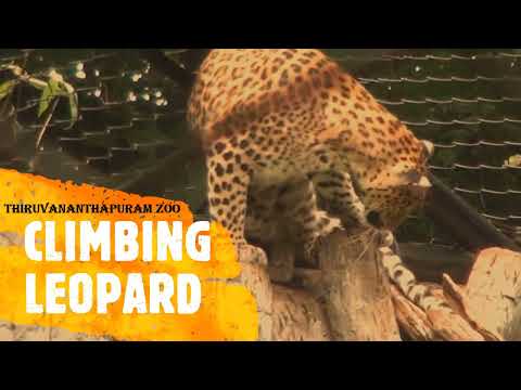 Leopard | Thiruvananthapuram Zoo