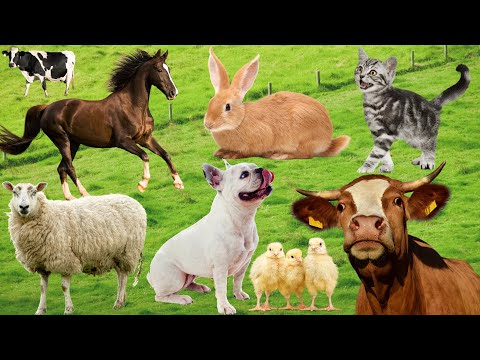 Animal videos for family - Sounds of Cow, Cat, Elephant, Dog, Sheep, Rabbit, Horse...