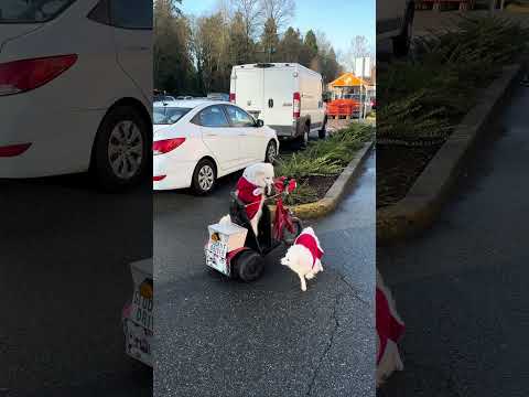 How Cute is This! #studentdriver #dogs #dogshorts #cute