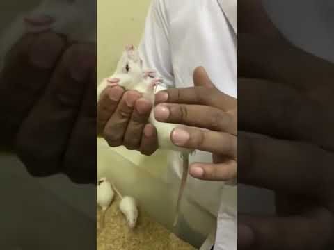 Rat Handling Tech  #pharmacology #pharmacologylab #medical #shorts #ytshorts #mpharm