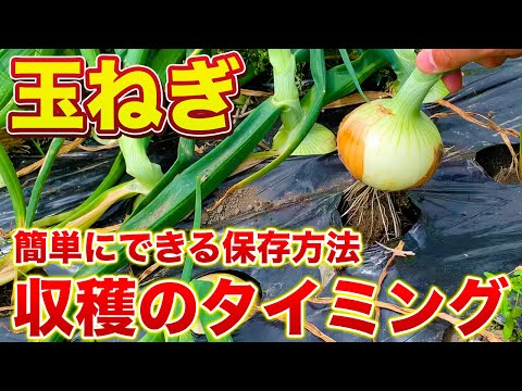 【玉ねぎ栽培】玉ねぎの収穫の見極め方法！誰でも簡単にできる紐の縛り方・保存方法！