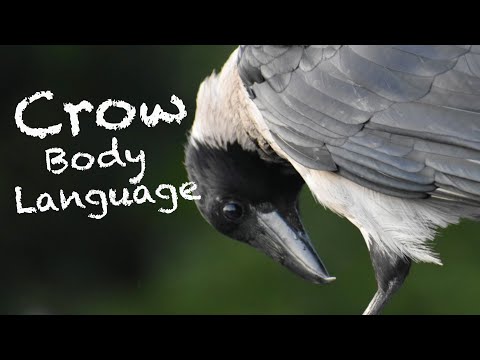 Hooded Crow Body Language Pt 2