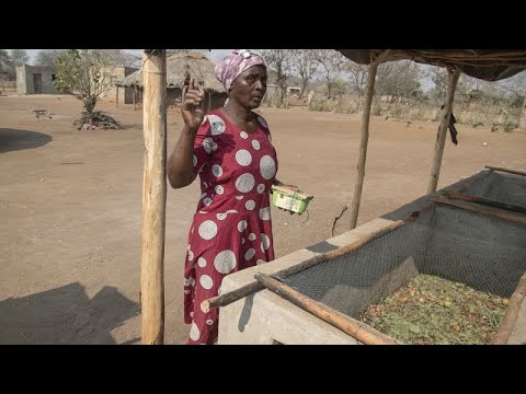 Zimbabwe farmers turn to maggot-breeding to survive the drought