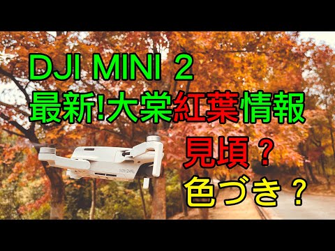 DJI Mini 2 香港大棠楓香林 | 紅葉情報 | 空中飽覽整片楓香林 | 見頃? | 色付き?