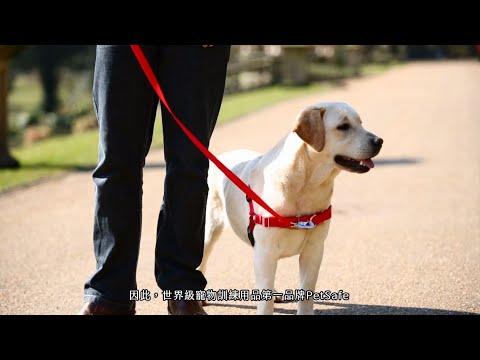 3秒穿戴 輕鬆駕馭｜PetSafe–easy walk防暴衝胸背帶