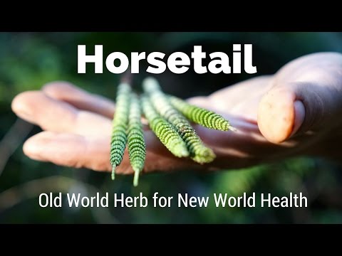 Horsetail - Old World Herb for New World Health | Harmonic Arts