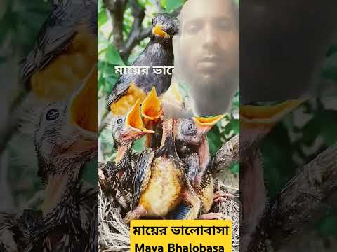 মায়ের ভালোবাসা  Mayer Bhalobasha #video