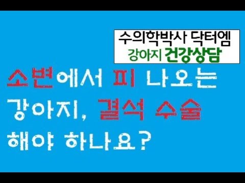 강아지 요로결석 꼭 수술해야 하나요?