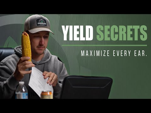 Why Corn Yields Drop: Hormones, Nutrients, and Sunlight Explained!