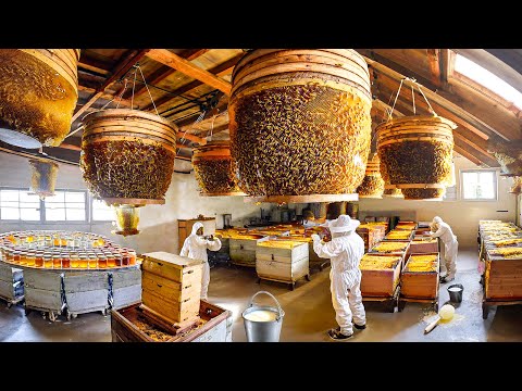 How Farmers Raise Billions of Bees and Harvest Millions Tons of Royal Jelly – Processing Royal Jelly