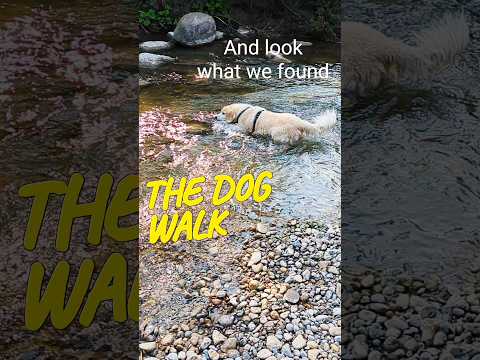 The dog's walk with surprise #shorts  #dogs