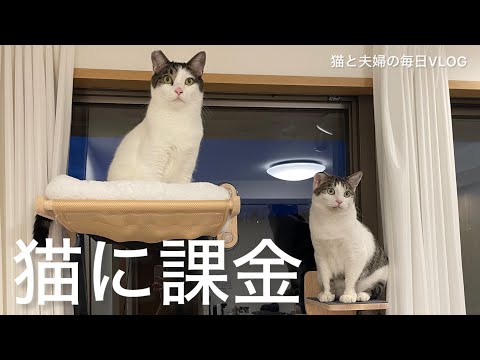 猫と夫婦の毎日VLOG#436 また猫に課金しました