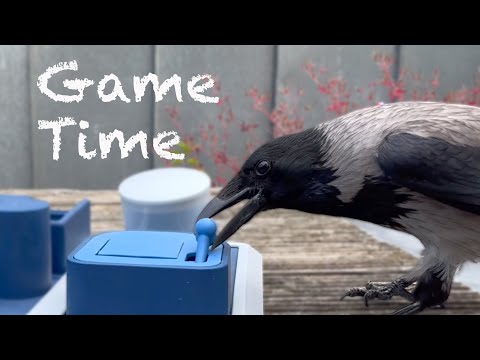 Game Time & Loud Crow Mobbing Sounds (Story 52)