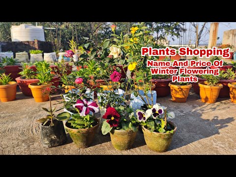 Plants Shopping with Name and Price//Winter Flowering Plants