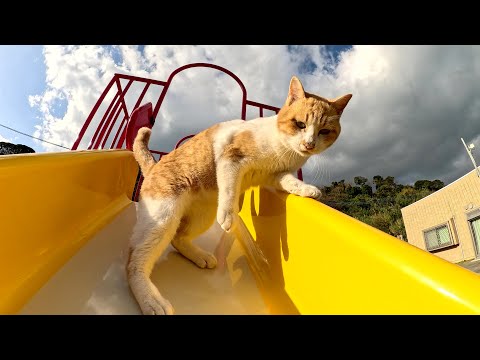 Naughty cats afraid to slide down the slide at the park