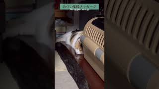 【三毛猫】推し猫グランプリ入賞のご報告と御礼