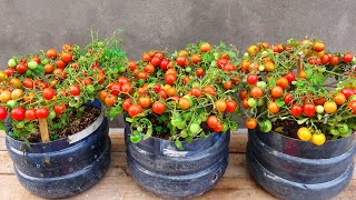 I wish I knew this sooner, Growing cherry tomatoes at home, lots of fruit and easy to grow