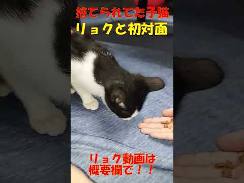 捨てられた子猫と初対面